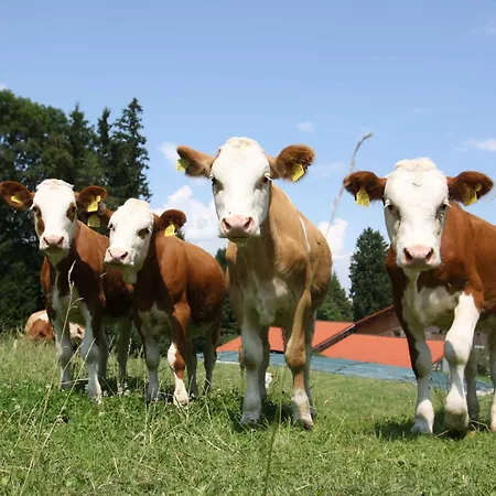 Schusterhof Urlaub Auf Dem Bauernhof Farmház Bernau am Chiemsee