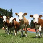 Schusterhof Urlaub Auf Dem Bauernhof Bauernhof Bernau am Chiemsee